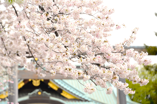 そして満開になりました🌸
