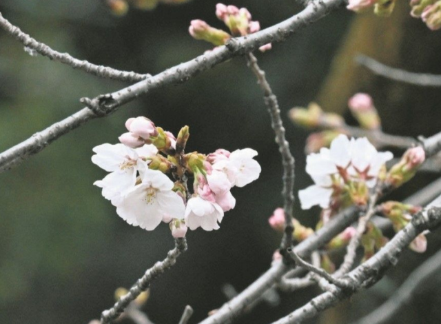 桜🌸開花しました！